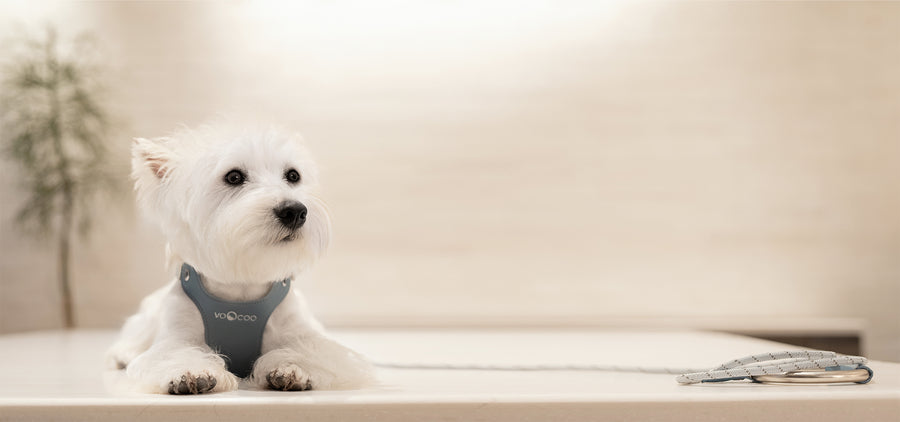 Pet harness and leash set in Steel Blue. Modern classic aesthetics with silver hardware. Combines utility and comfort for pets.